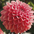 Dahlia Deco. Blitzer x1 l I