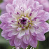 Dahlia Blue Wish x1 l I