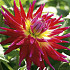 Dahlia Cactus Bora Bora x1 l I