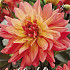 Dahlia Camelot x1 l I