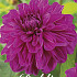 Dahlia Cartouche x1 l I