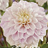 Dahlia Deco. Cayen x1 l I