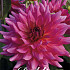 Dahlia Cactus Cherry Cake x1 l I