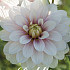 Dahlia Deco. Christo x1 l I