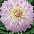 Dahlia Crazy Love x1 l I