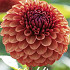 Dahlia Brown Sugar x 1 I I