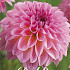 Dahlia Esli x 1 I I