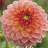 Dahlia Ball Hillcrest Suffusion x 1 I I