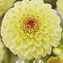 Dahlia Ball Isa Favourite x 1 I I