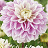 Dahlia Ball Jannicks Symphony x 1 I I