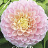 Dahlia Ball Opal x 1 I I