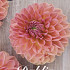 Dahlia Ball Orange Favourite	x 1 I I