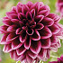 Dahlia Deco. Davina Michelle x1 l I