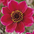 Dahlia Anemone Dracula x1 l I