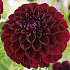 Dahlia Gipsy Night x1 l I