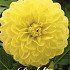 Dahlia Deco. Glorie of Heemstede x1 l I