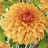 Dahlia Deco. Hercules x1 l I