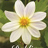 Dahlia Imperialis White x1 l I