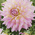 Dahlia Deco. Kidd's Climax x1 l I