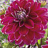 Dahlia Deco. Maldini x1 l I