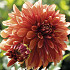 Dahlia Deco. Miss Brandy x1 l I