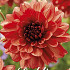 Dahlia Deco. Missis Miley x1 l I