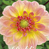 Dahlia Deco. Morning Glory x1 l I