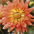 Dahlia Motto x1 l I