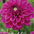 Dahlia Ball Pink Sylvia I