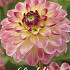 Dahlia Deco. Pure Happiness x1 l I