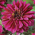 Dahlia Deco. Purple Haze x1 l I