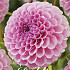 Dahlia Pompon Stolze von Berlin x1 l I