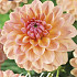 Dahlia Deco. Sturm Sweet Maria x1 l I