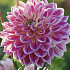 Dahlia Deco. Temple of Beauty x1 l I