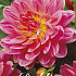 Dahlia Twiggy x1 l I