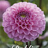 Dahlia Ball Veerle I