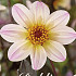 Dahlia White Cream x1 l I