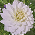 Dahlia Deco. White Swan x1 l I