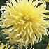 Dahlia Yellow Star x1 l I