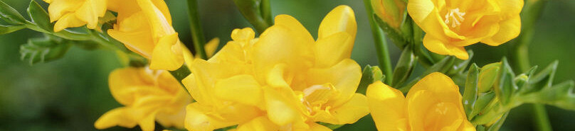 Freesia