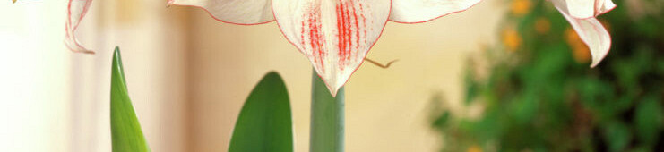 Hippeastrum