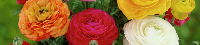 Ranunculus