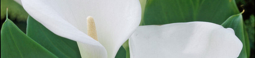 Zantedeschia