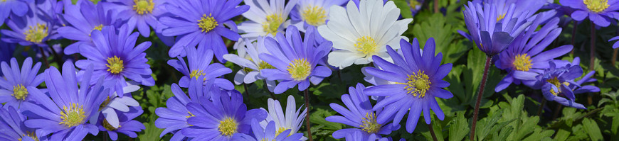 Anemone