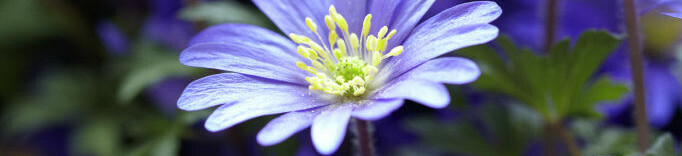 Anemone