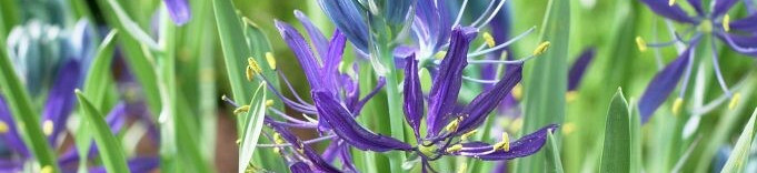 Camassia