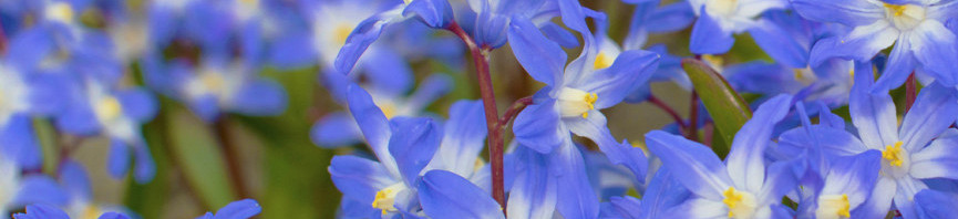 Chionodoxa