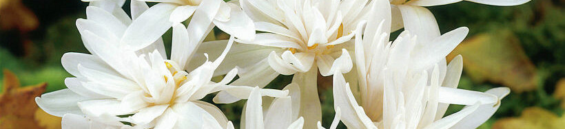 Colchicum