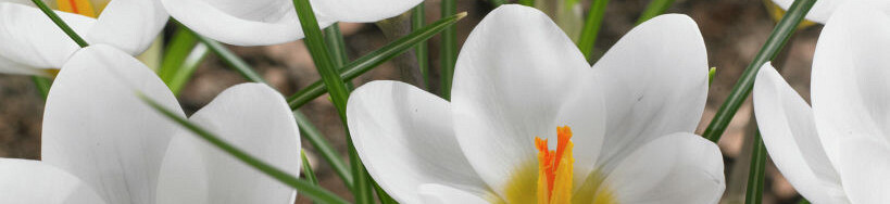 Crocus