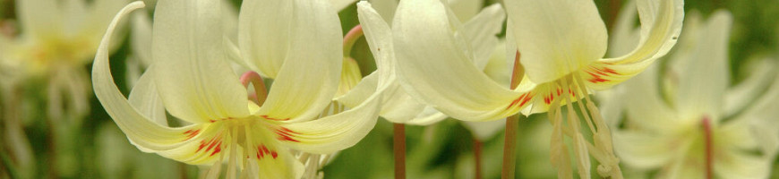 Erythronium